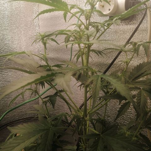 Big Devil Auto growlog timeline photo