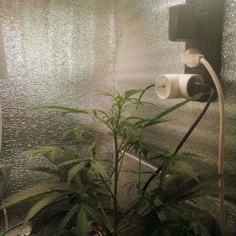 Big Devil Auto growlog timeline photo