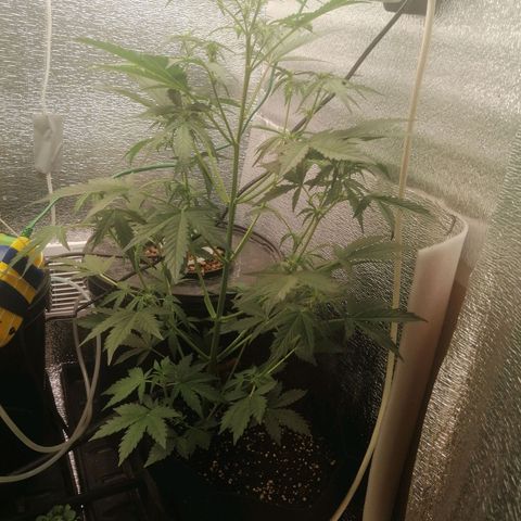 Big Devil Auto growlog timeline photo
