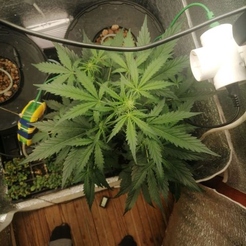 Big Devil Auto growlog timeline photo