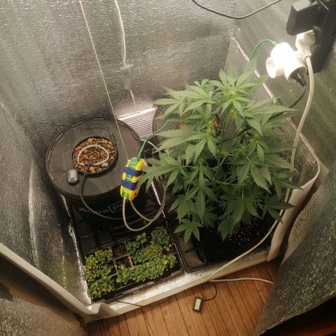 Big Devil Auto growlog timeline photo