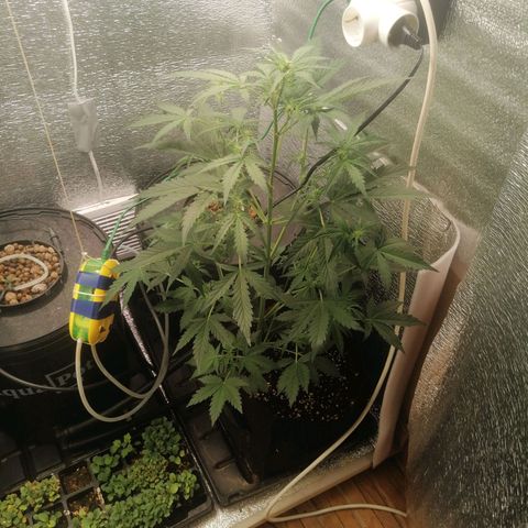 Big Devil Auto growlog timeline photo