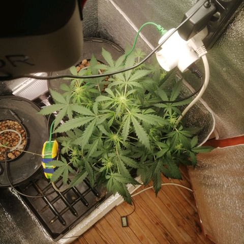 Big Devil Auto growlog timeline photo