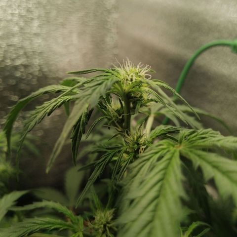 Big Devil Auto growlog timeline photo