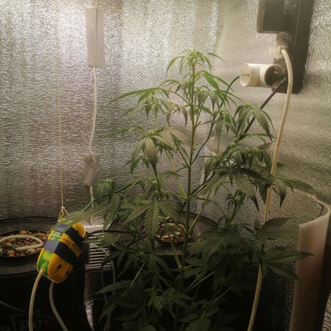Big Devil Auto growlog timeline photo