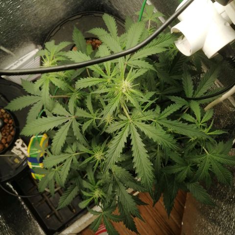 Big Devil Auto growlog timeline photo