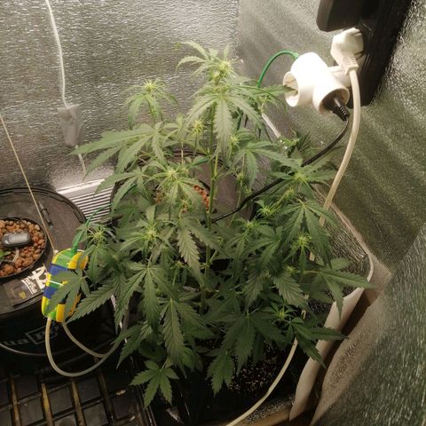 Big Devil Auto growlog timeline photo