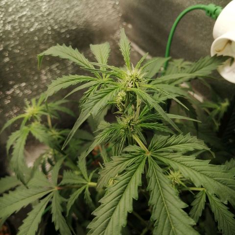 Big Devil Auto growlog timeline photo