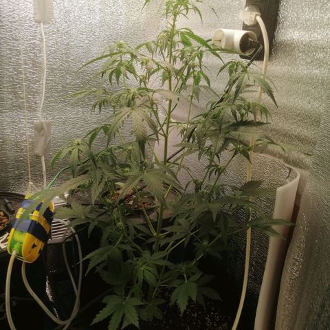 Big Devil Auto growlog timeline photo