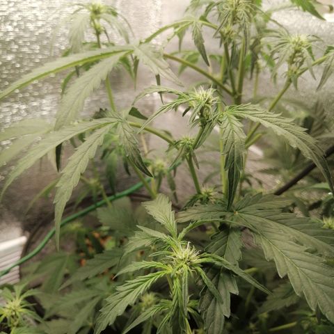 Big Devil Auto growlog timeline photo