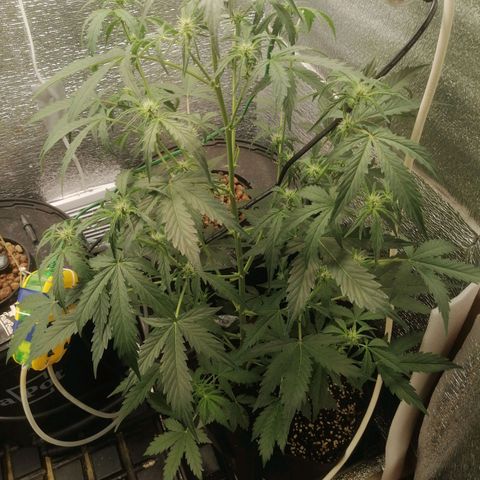 Big Devil Auto growlog timeline photo