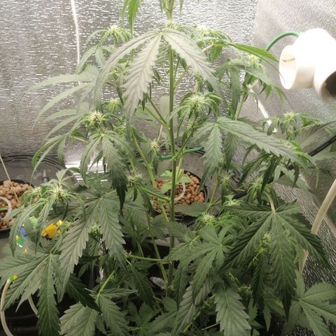 Big Devil Auto growlog timeline photo