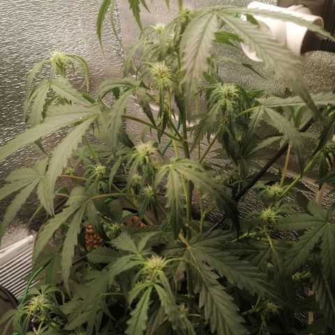 Big Devil Auto growlog timeline photo