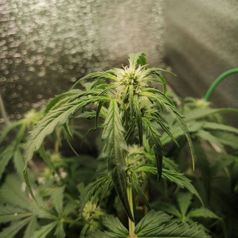 Big Devil Auto growlog timeline photo