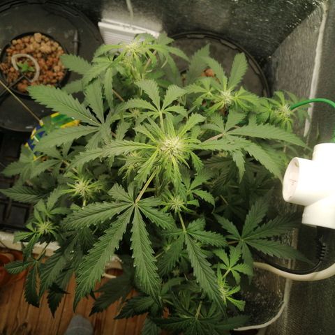 Big Devil Auto growlog timeline photo
