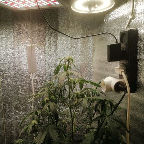 Big Devil Auto growlog timeline photo