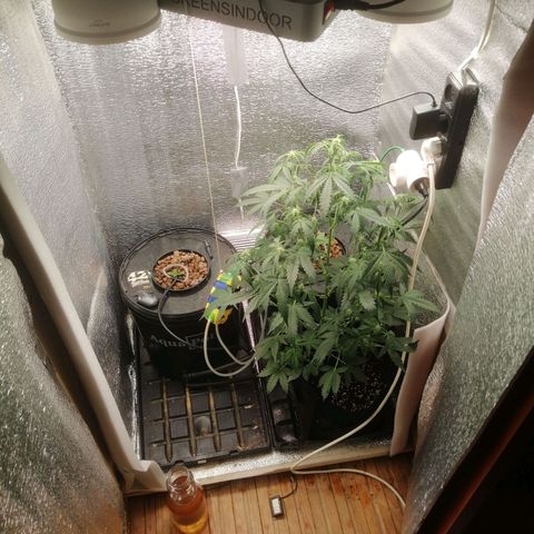 Big Devil Auto growlog timeline photo