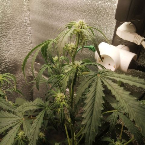 Big Devil Auto growlog timeline photo
