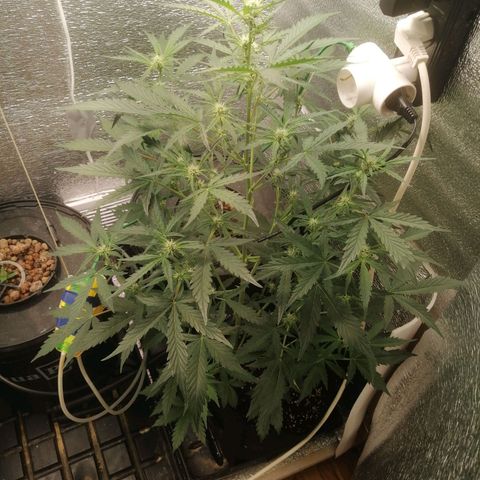 Big Devil Auto growlog timeline photo
