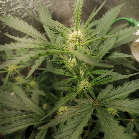 Big Devil Auto growlog timeline photo