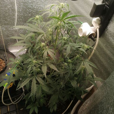 Big Devil Auto growlog timeline photo