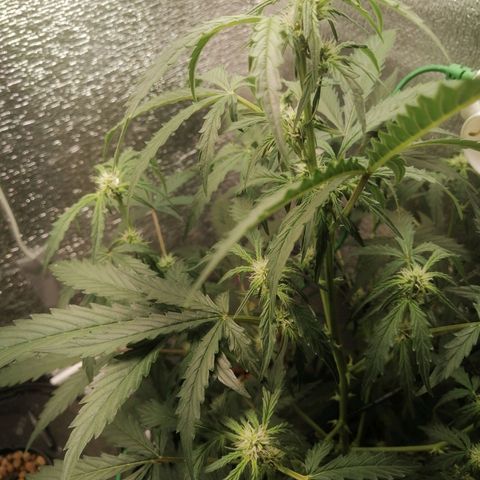 Big Devil Auto growlog timeline photo