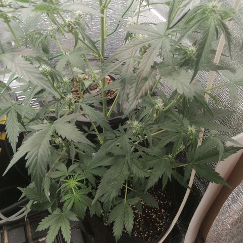 Big Devil Auto growlog timeline photo