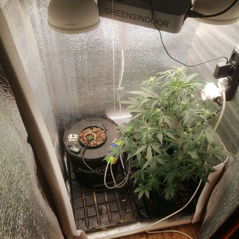 Big Devil Auto growlog timeline photo