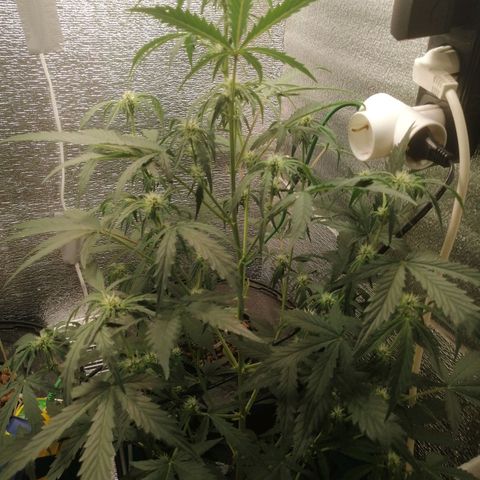 Big Devil Auto growlog timeline photo