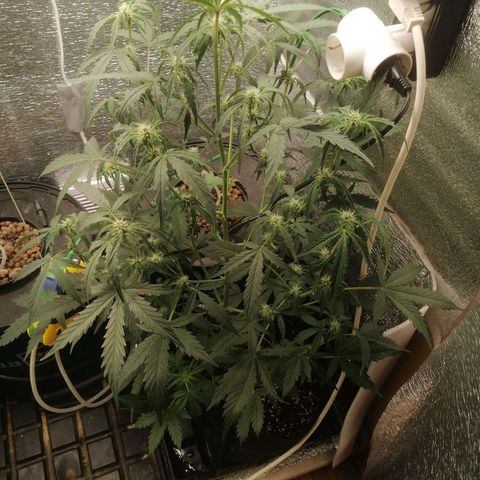 Big Devil Auto growlog timeline photo