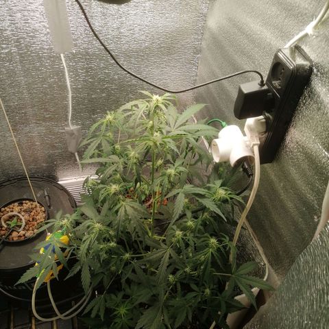 Big Devil Auto growlog timeline photo