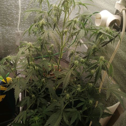 Big Devil Auto growlog timeline photo