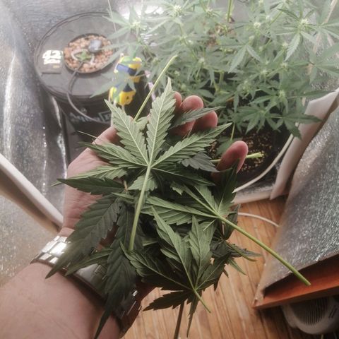 Big Devil Auto growlog timeline photo