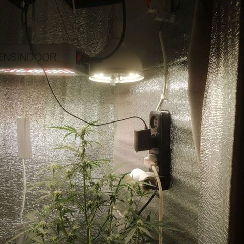 Big Devil Auto growlog timeline photo