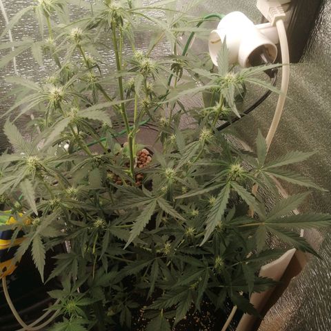 Big Devil Auto growlog timeline photo