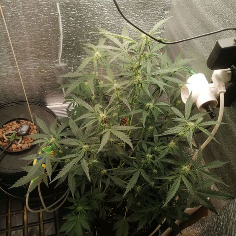 Big Devil Auto growlog timeline photo