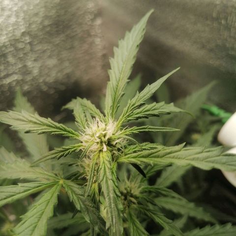 Big Devil Auto growlog timeline photo