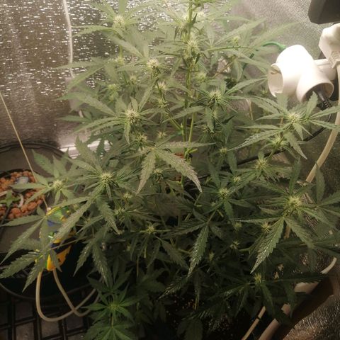Big Devil Auto growlog timeline photo