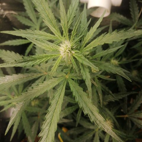 Big Devil Auto growlog timeline photo