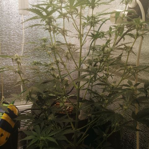 Big Devil Auto growlog timeline photo