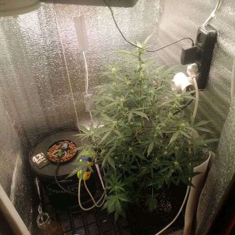 Big Devil Auto growlog timeline photo