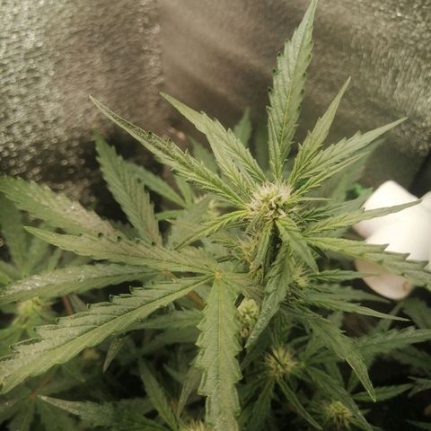 Big Devil Auto growlog timeline photo