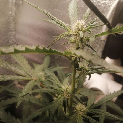Big Devil Auto growlog timeline photo