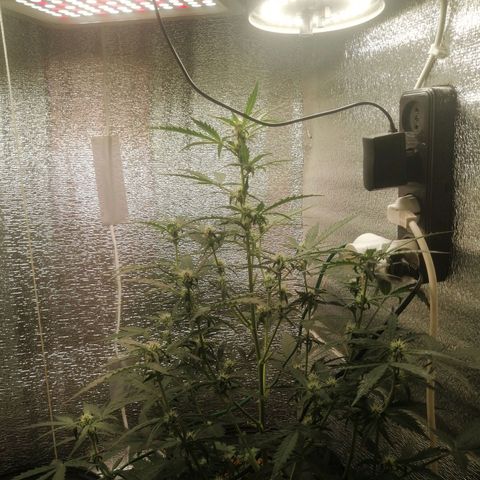 Big Devil Auto growlog timeline photo