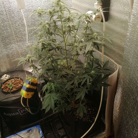 Big Devil Auto growlog timeline photo