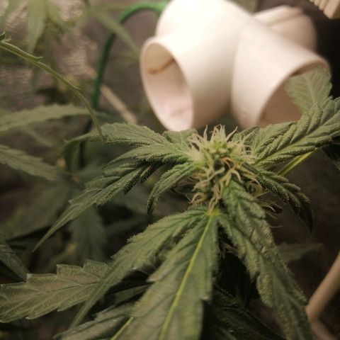 Big Devil Auto growlog timeline photo