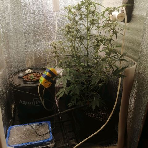 Big Devil Auto growlog timeline photo