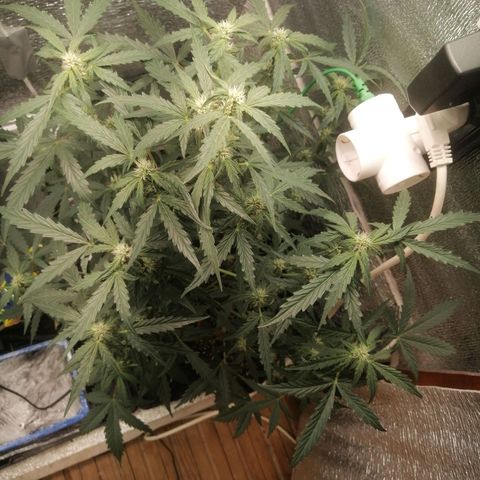 Big Devil Auto growlog timeline photo