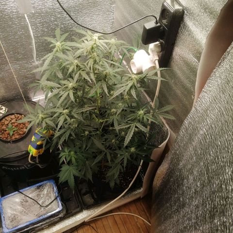 Big Devil Auto growlog timeline photo
