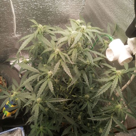 Big Devil Auto growlog timeline photo